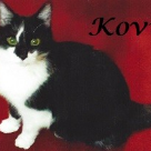 Kovu .2015